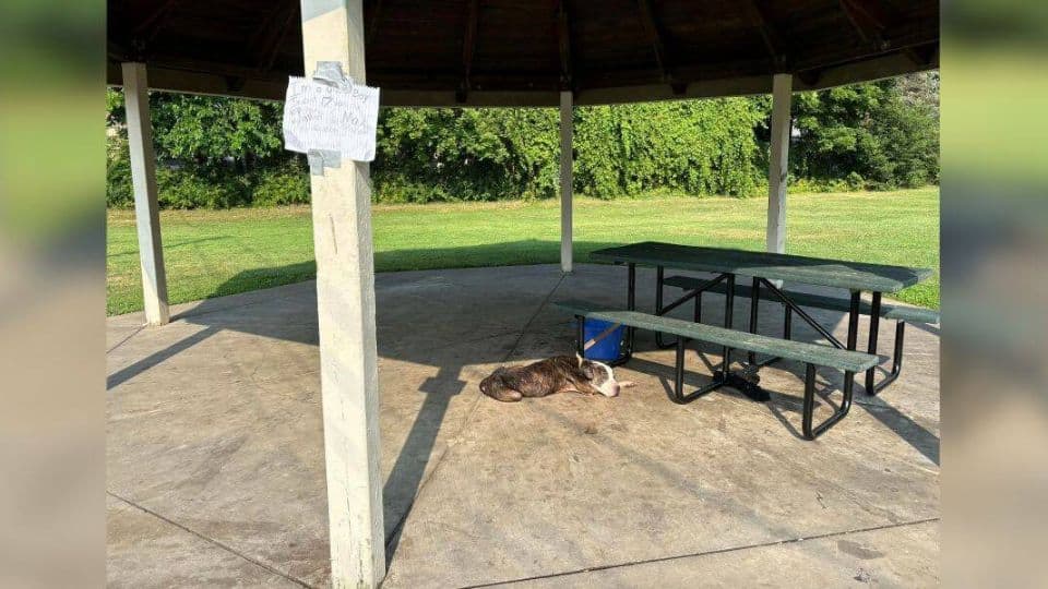 Senior Dog Found With Heartbreaking Note Finds a New Life Filled With Love