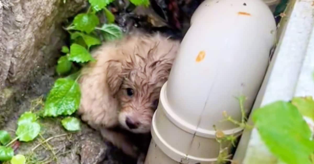 Puppy Pressed Against A Cold Pipe And Cried Until Someone Heard Him
