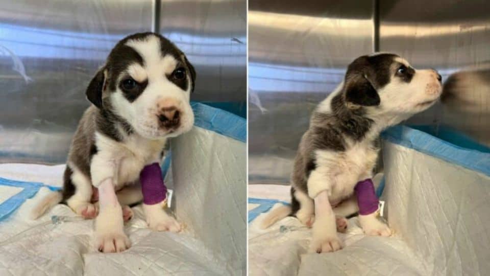 Abandoned 4-Week-Old Husky Rescued from Trash Can by Compassionate Texas Woman