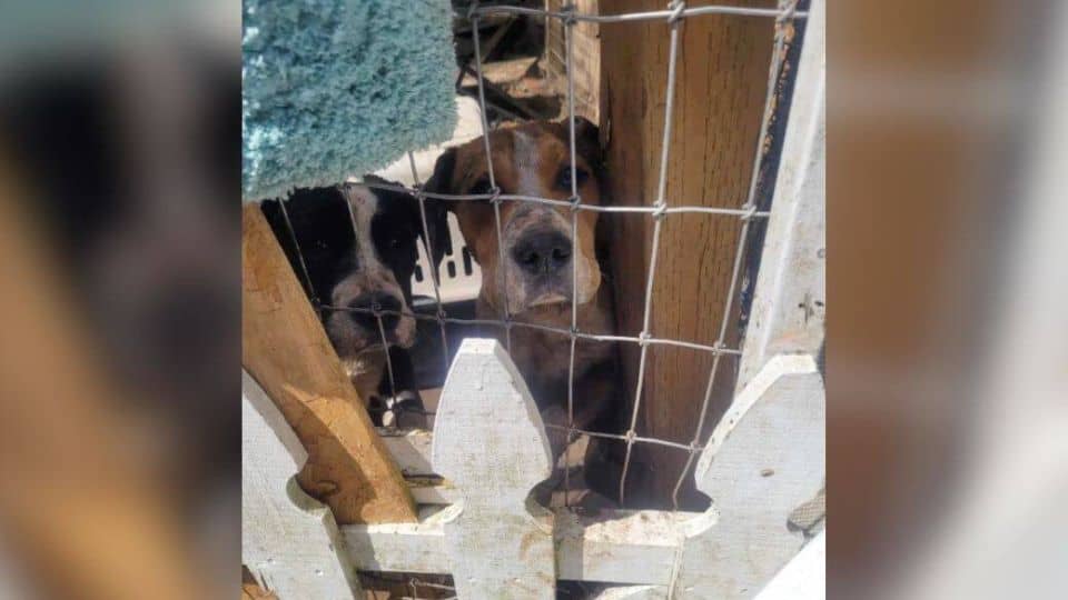 Rescuer Steps In To Save Six Neglected Dogs From a Forgotten Property