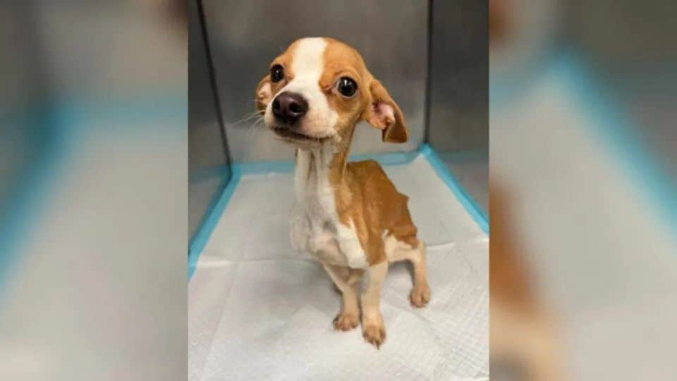 Starving Puppy Abandoned In Bronx Apartment Gets A Second Chance To Reach Happiness