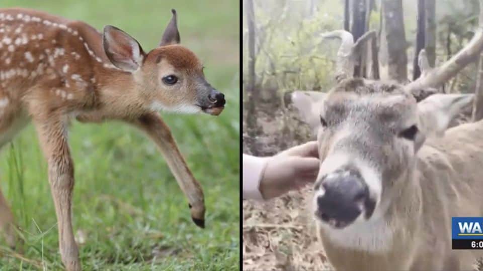 Seven Years of Love, Gone in Minutes: The Heartbreaking End of Little Buck