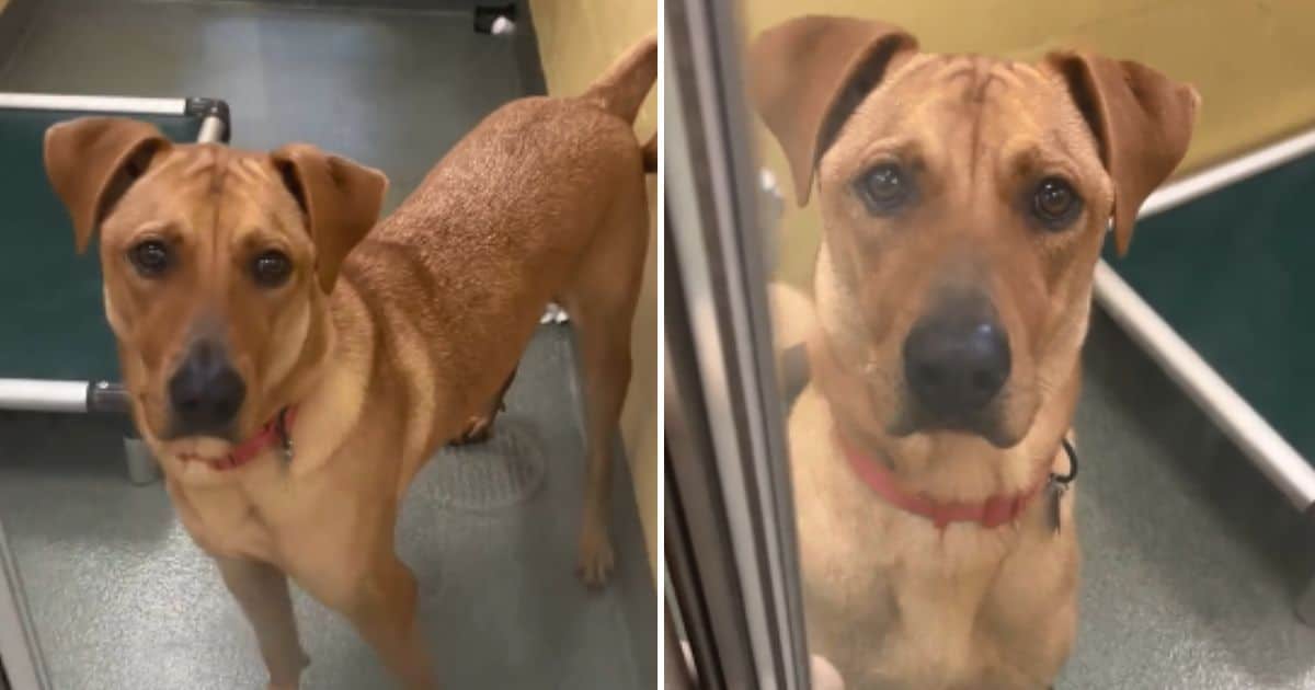 Heartbroken Pup Left Devastated After Being Surrendered to Shelter for a Third Time