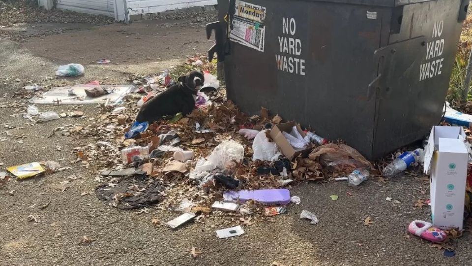 Abandoned Dog Found Beside Dumpster Learns What Love Feels Like