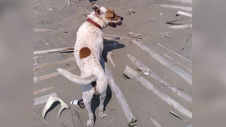 After 14 Years Together, Taiwanese Artist Turns Grief Into Art To Remember His Dog