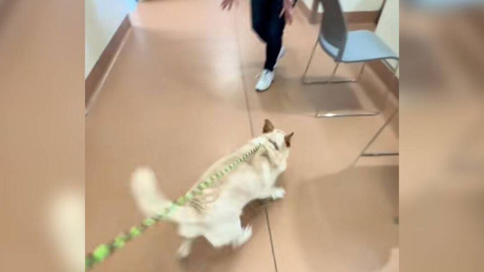 Shelter Puppy Rushed Into Her New Family’s Arms, Only to Be Returned Days Later