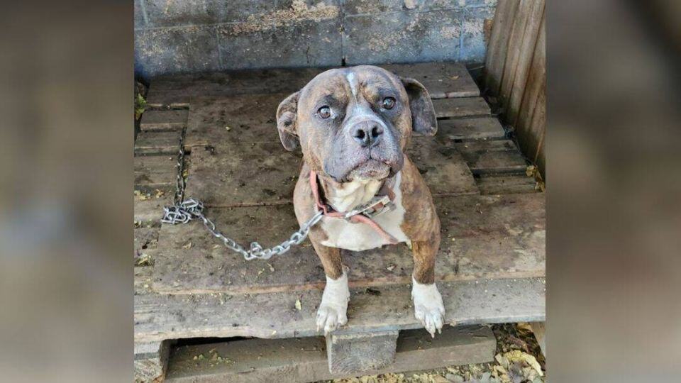 Forgotten Dogs Discovered in Crumbling Kennels Begin Healing Journey