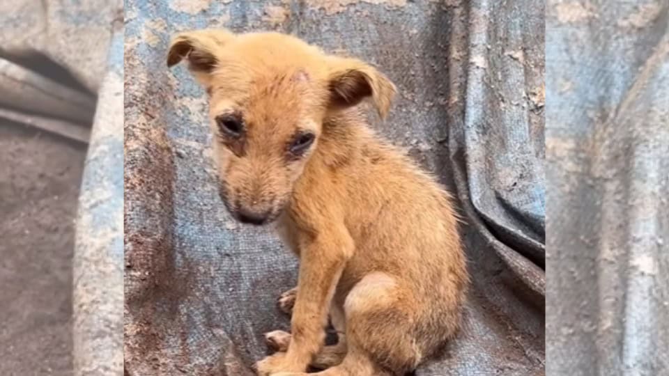 Forgotten Stray Dog Endured The Cold Alone Before Finding Safe Arms