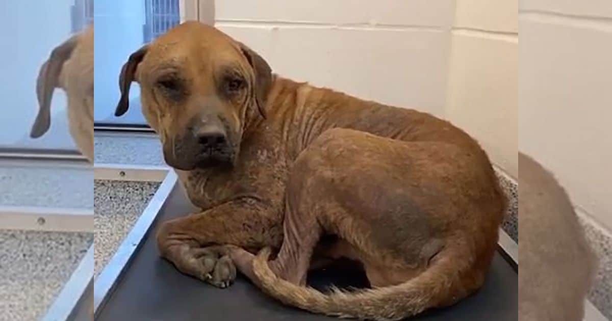 ‘Saddest’ Dog Saved From Death Row Finds Joy and Healing Thanks to Foster Kittens