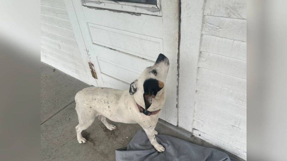 Rescuers Find Dog Still Guarding Her Family’s Empty House