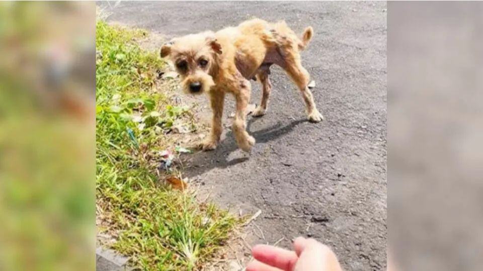 Hairless Dog Dumped By Breeders Finds Love And Transforms Into A Fluffy Princess