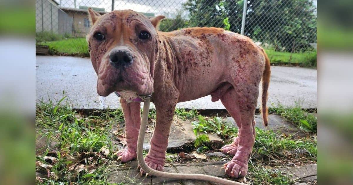 From Hairless Stray To The Happiest Boy With A Loving Family: Goulash’s Beautiful Transformation