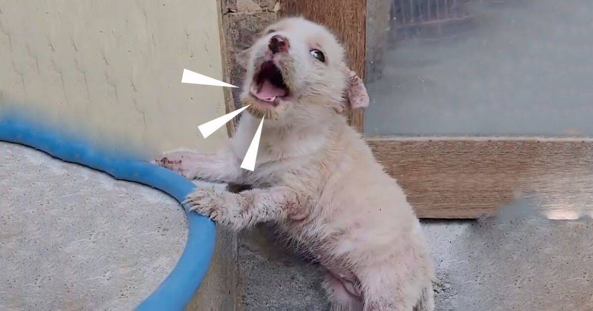 Tiny Puppy Left at Market in Poor Condition, Crying For A Loving Home