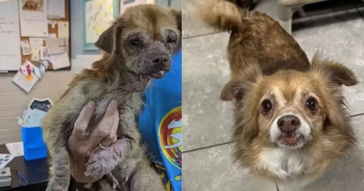 Dog Found Eating Garbage Completely Transforms With A Little Love