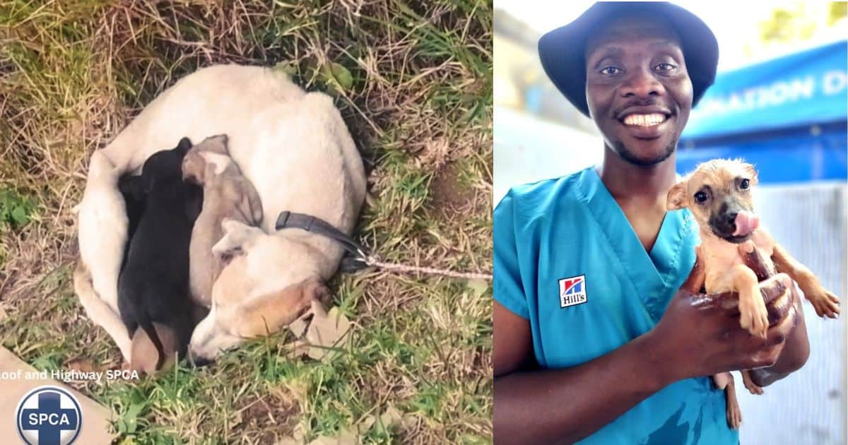 Security Team Stumbles Upon A Poor Dog Mama And Her Pups Tied To A Sign At Driveway End