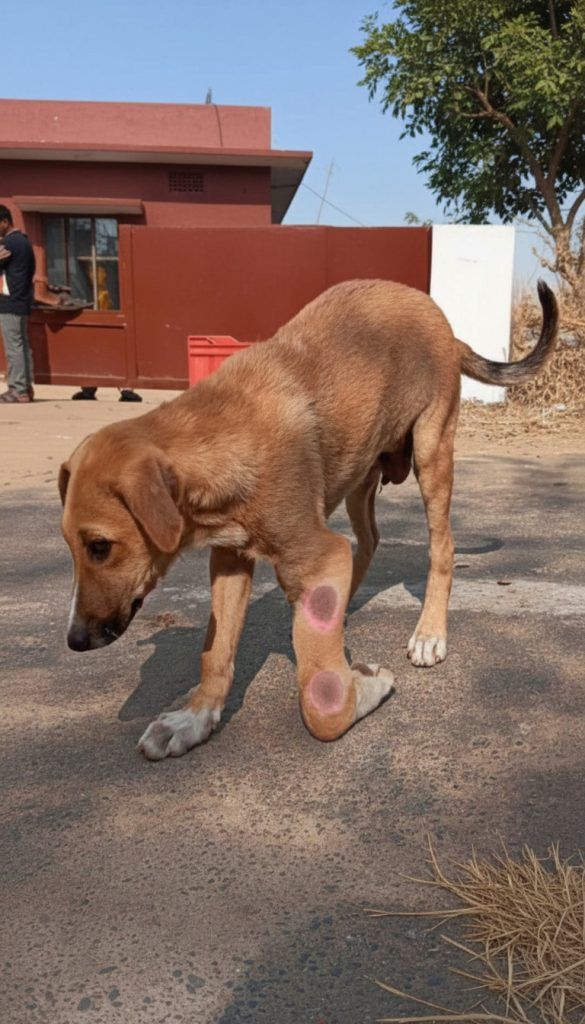 He Was Lying Broken on the Road — And Still Wagged His Tail at a Stranger