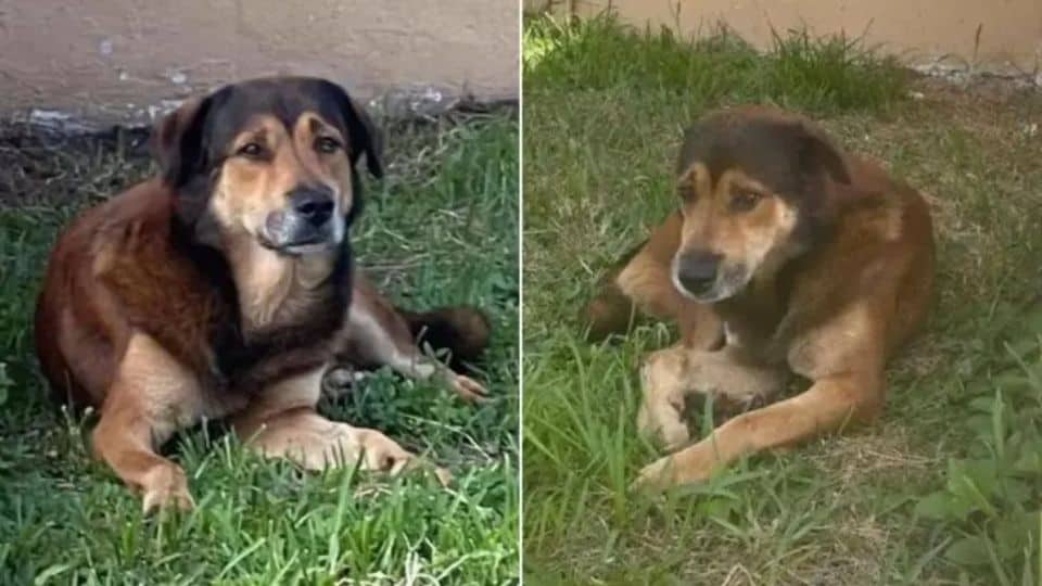 A Faithful Dog Waited Alone for Weeks, Believing His Family Would Return