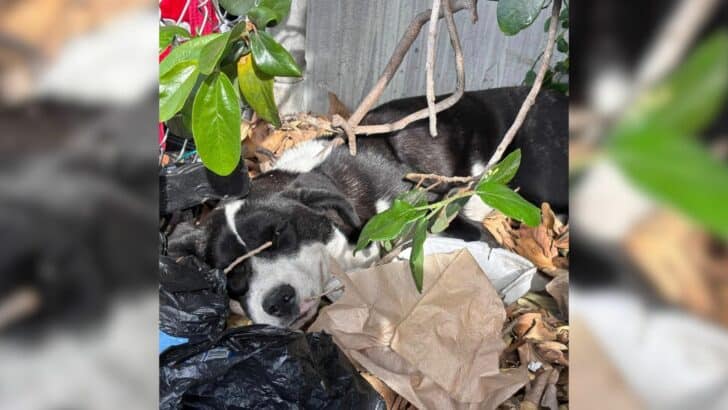 Crying Pup Refused To Move From Bushes And The Reason Broke All Rescuers’ Hearts