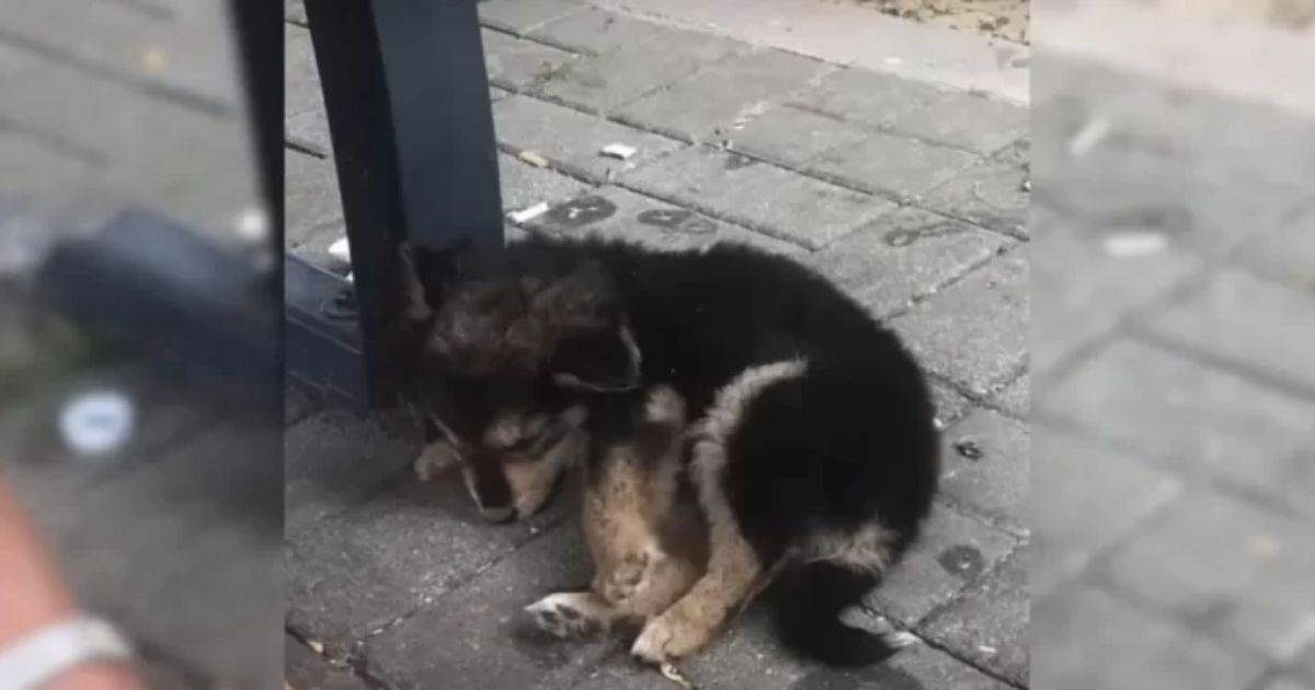 Stray Puppy Finds Forever Home After Being Rescued From the Streets