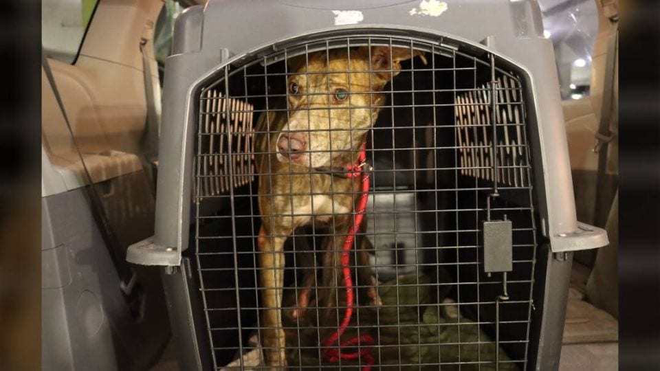 Blind Dog Found Lost On Maui Learns To Trust Again After Rescue