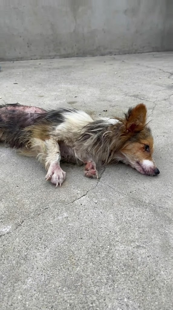 He Was Left in a Suitcase — But His Heart Refused to Quit