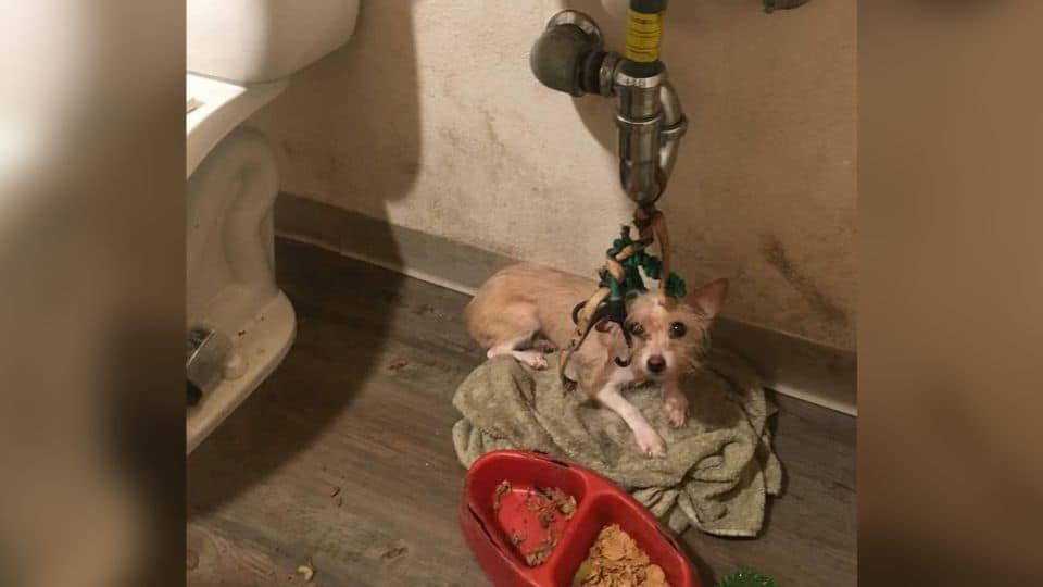 Puppy Spent Weeks Tied Beneath a Sink, but Now She Knows What Love Feels Like