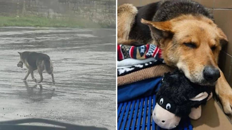 Senior Dog Clings to Her Old Toy While Searching for Love Again