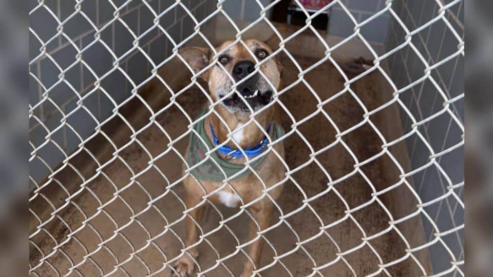 A Shelter Pup Waited 2,500 Days Before His Forever Family Arrived