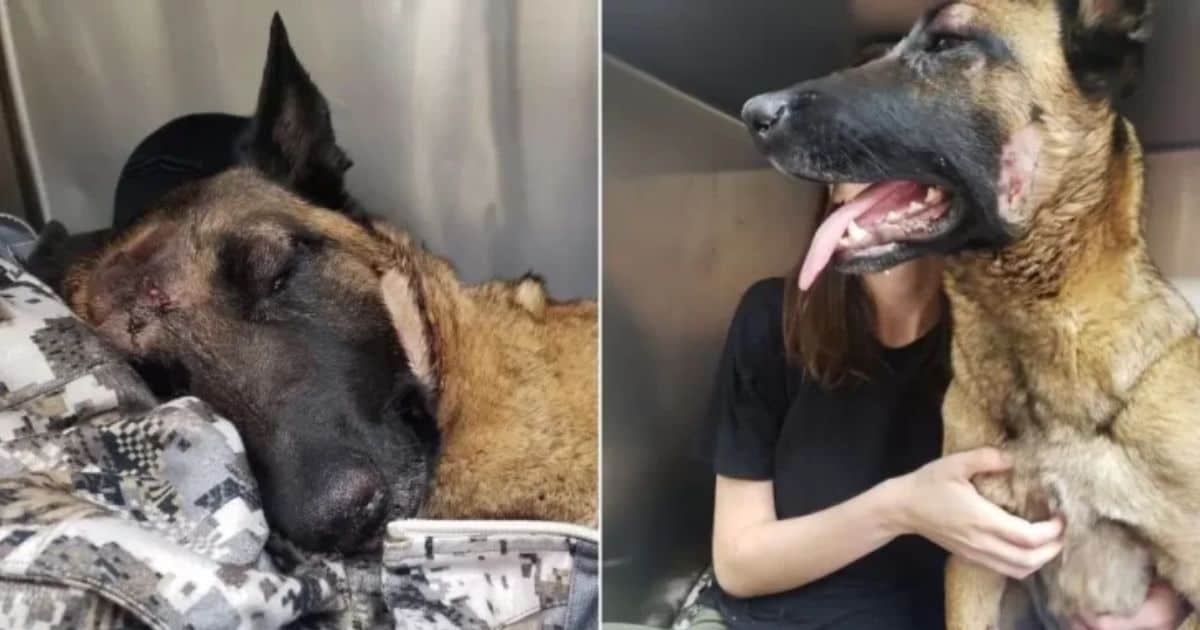 Loyal Dog Gives Her Life To Protect Owner From Mountain Lion Attack