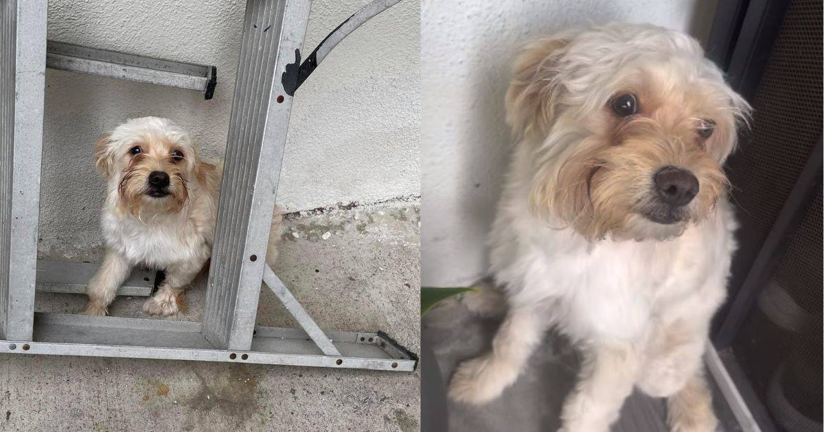 Abandoned and Heartbroken, This Puppy Kept Waiting For Her Owners Before She Finds Her Happy Ending