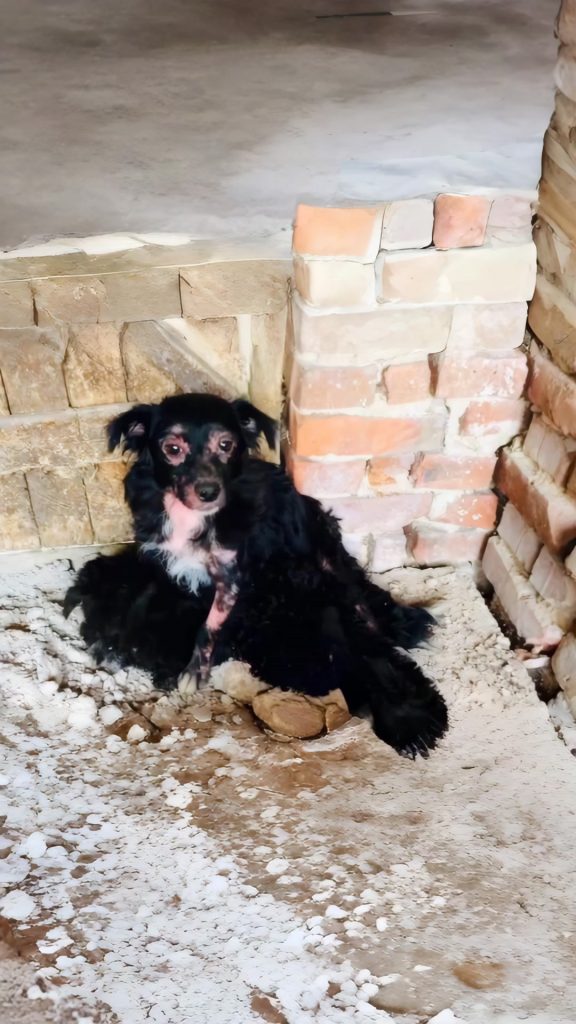 He Waited Outside an Abandoned Building Every Day — As If He Still Believed Someone Would Come