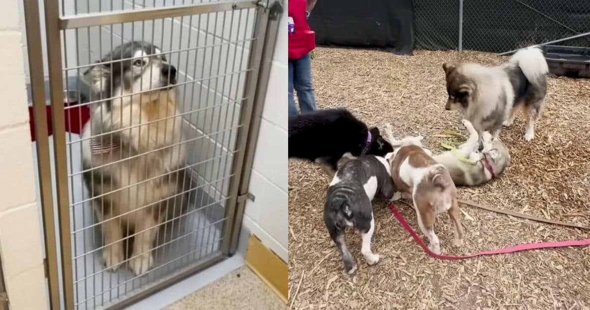 Rescuer Sets Out to Save 5 Dogs, But One Extra Heart Steals the Show