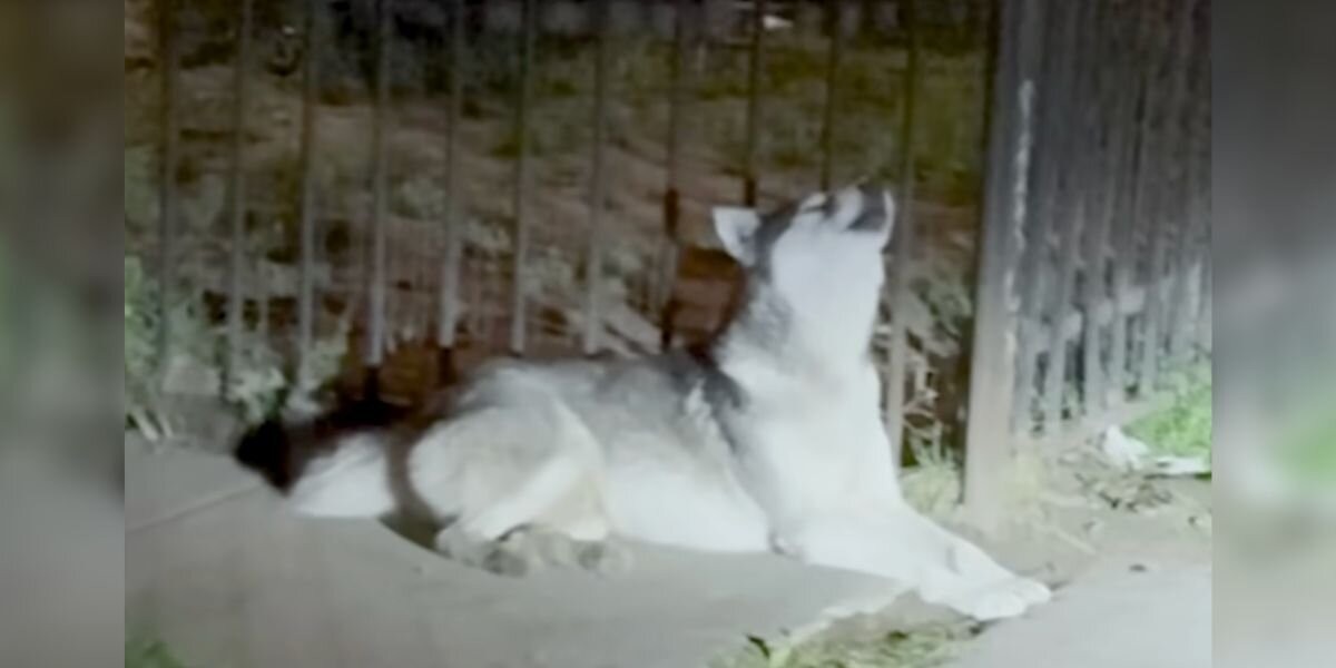 The Night a Heartbroken Husky’s Cries Led Neighbors to an Unthinkable Discovery