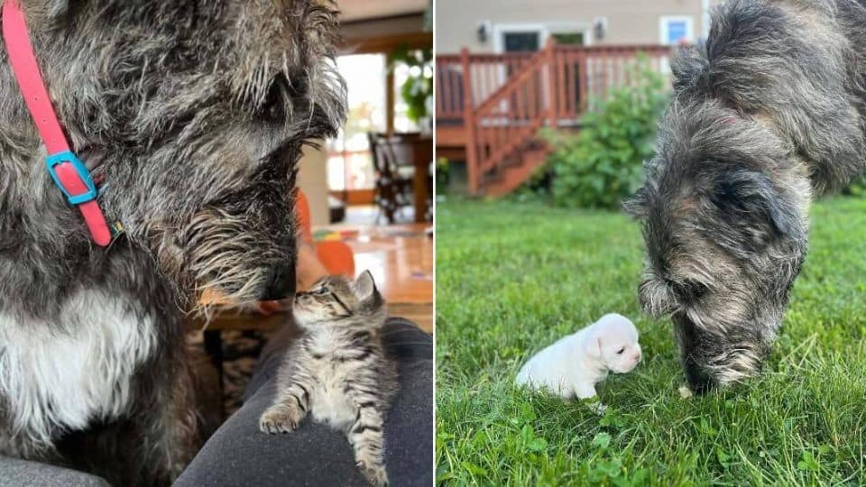 Fluffy Giant Visits Local Animal Shelter Every Day And Changes Lives