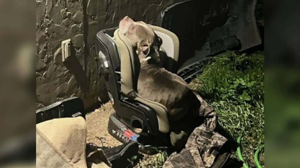 From an Abandoned Car Seat to a Warm Home: A Dog’s Rescue Story