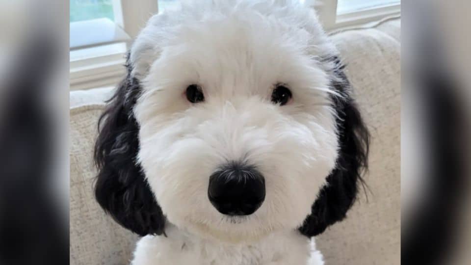 This Fluffy Pup Is Melting Hearts With Her Iconic Cartoon Resemblance