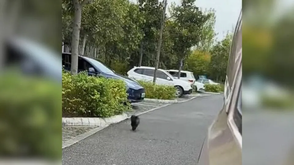 Abandoned Puppy Who Wouldn’t Stop Chasing Cars Finally Found Her Forever Home