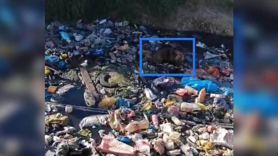 Flight Attendant Helps Rescue Dog Trapped in Cape Town Dump