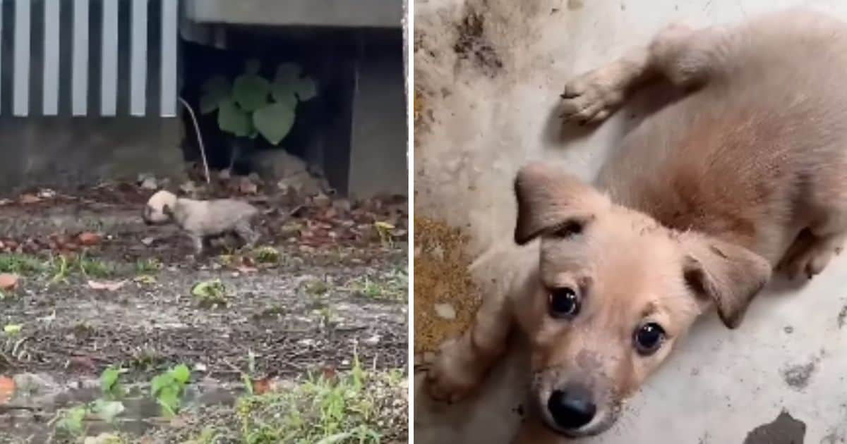 Shivering Pup Left Out in the Rain Finds a Warm Home and Loving Family