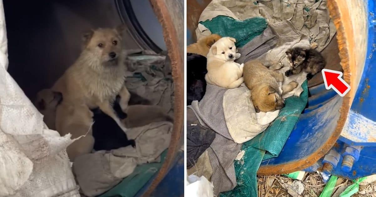 Stray Dog Mom Living In A Tin Can Adopts Orphaned Kitten Alongside Her Puppies
