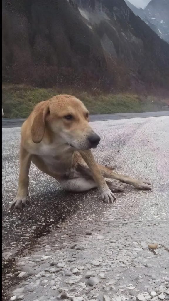 He Lay Beside a Busy Highway, Too Weak to Move — Until One Woman Finally Stopped