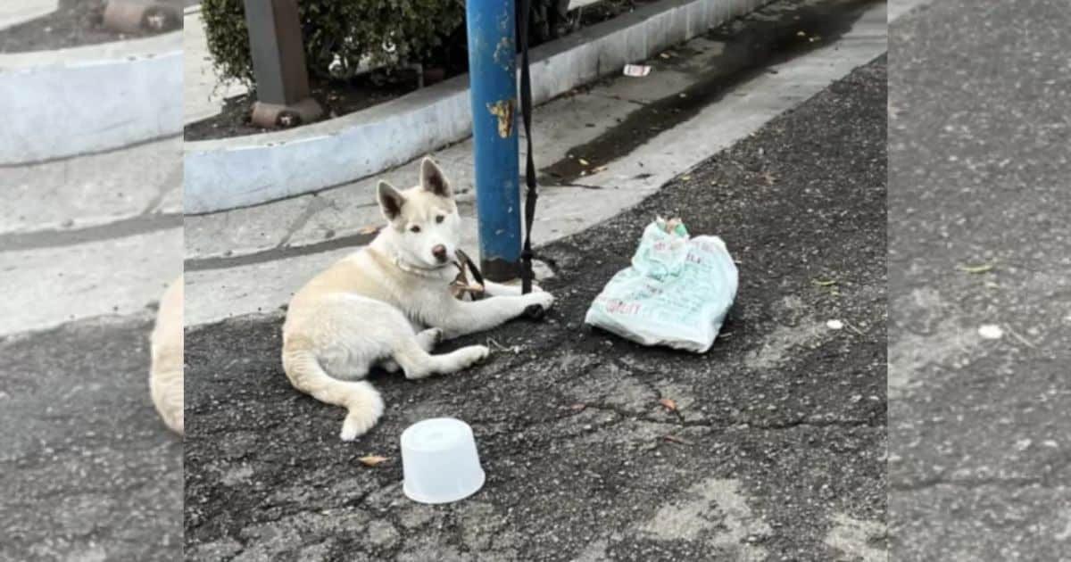 Lonely Puppy Tied to Pole for Days, Hopeful Eyes Finally Get the Rescue They Deserve