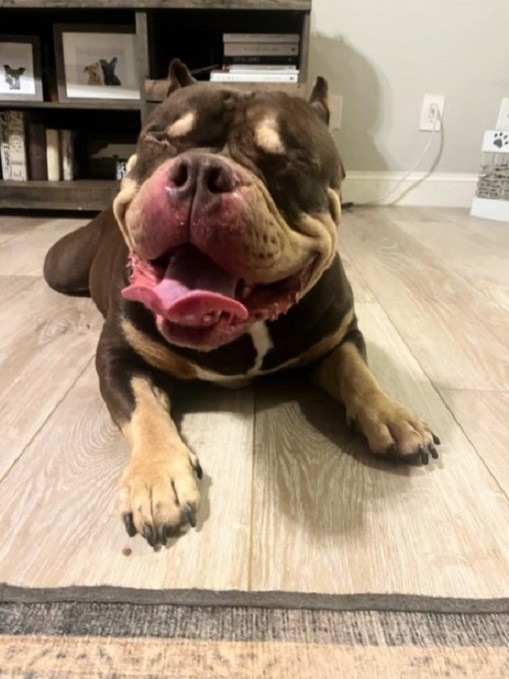 They Wanted This Healthy Blind Dog Put Down – Until One Woman Said “Not On My Watch”