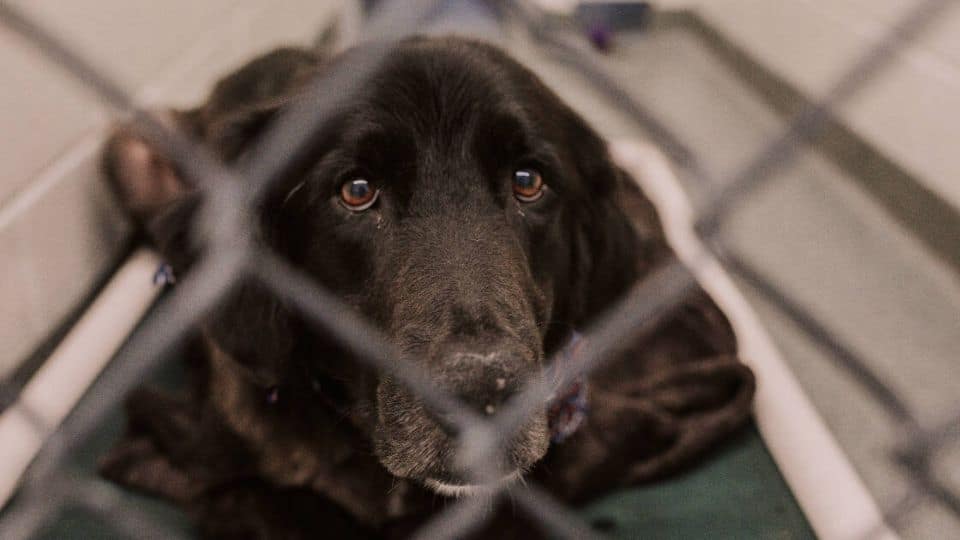 Owner Gives Up Loyal Senior Dogs for Being Too Loud and “Stinky”