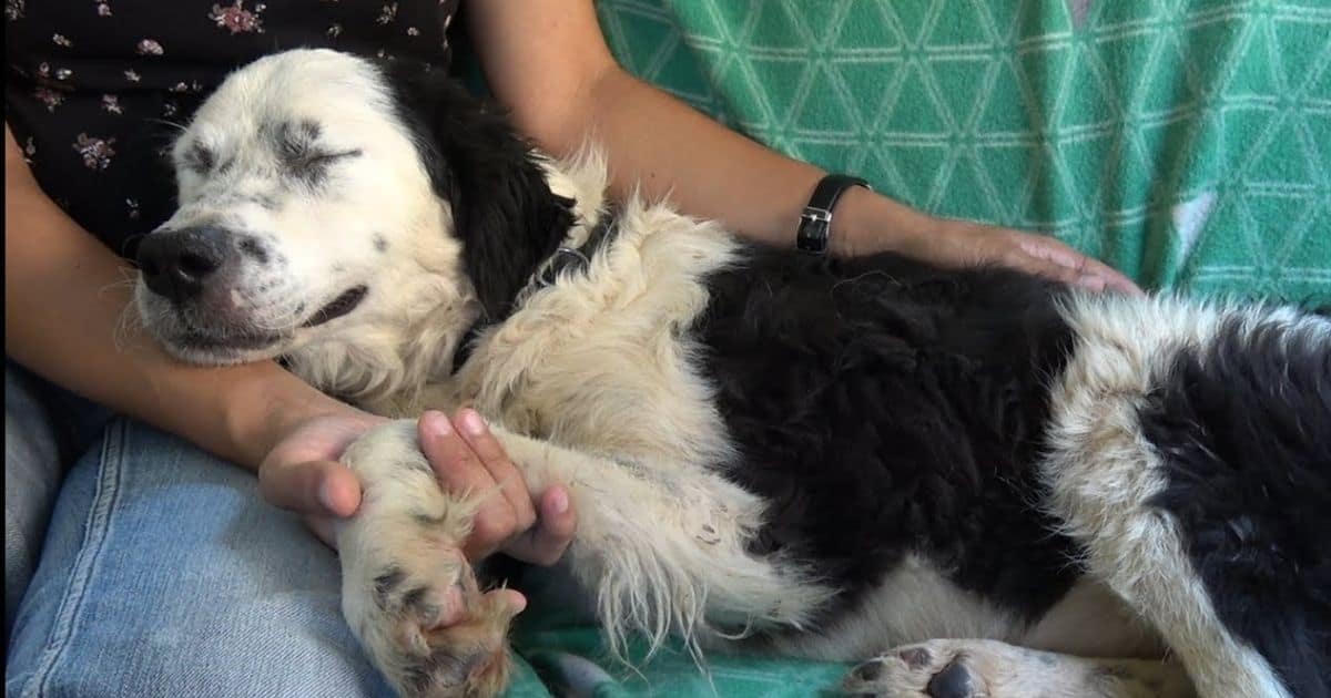Rescued Dog Finds Comfort and Peace, Drifting Off to Sleep in Her Hero’s Lap