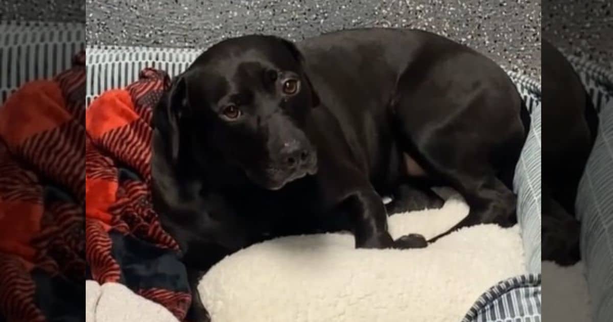 900+ Days Of Waiting Ends In Heartache As Dog Is Adopted And Returned Within 24 Hours