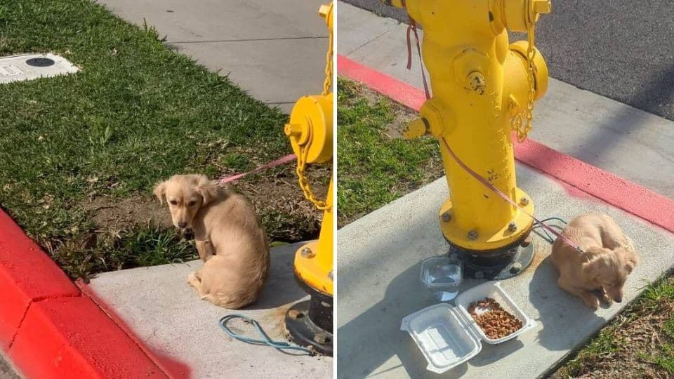 Abandoned Beside a Fire Hydrant and Curled Up in Fear, Puppy Finally Got Her Miracle