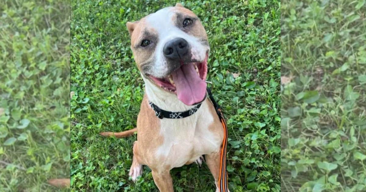 463 Days of Waiting: Roux’s Heart Still Hopes for a Family to Call His Own