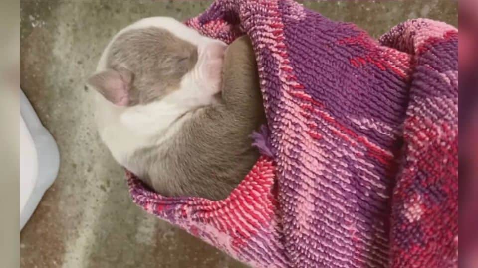 Tiny Puppy Was Marked To Be Euthanized Until A Vet Tech Stepped In To Save Her