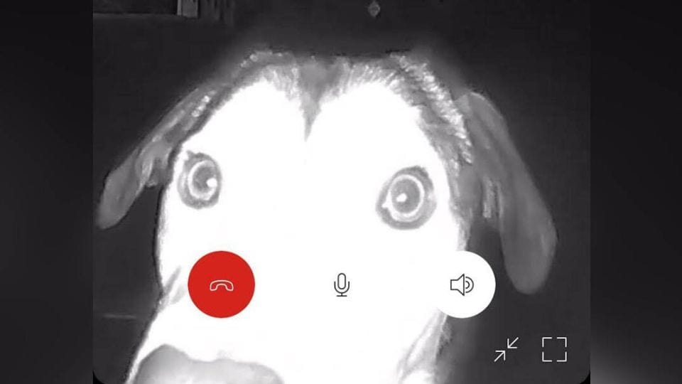 Loyal Dog Travels Through the Night to Find Her Way Back Home